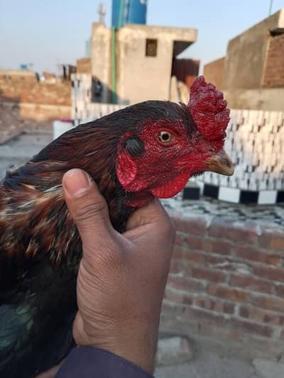 Thai cross Male For Sale