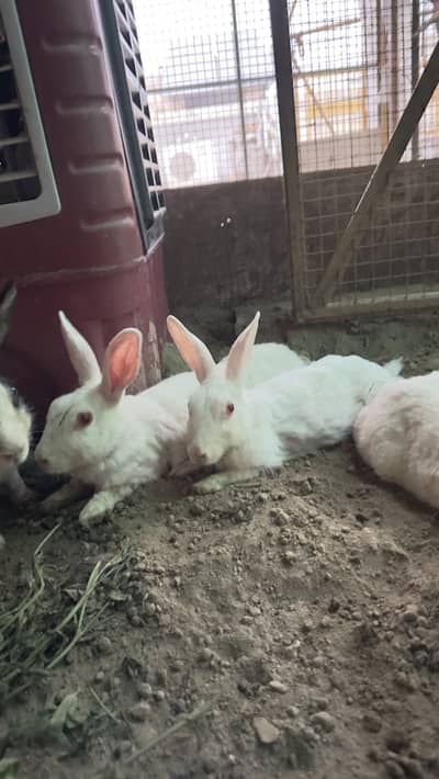 Breeder female and male rabbits for sale