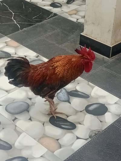 Aseel female, Dasi Murga , Golden buff female