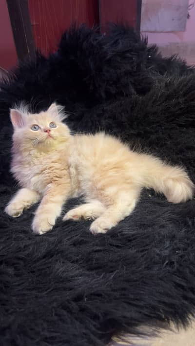 Persian kitten /high quality kitten