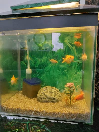 Fish Aquarium 1 by 1 & 6 goldfishes