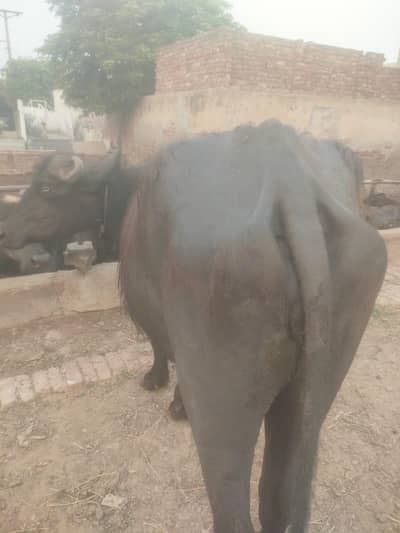3-3.5 years jhotii for qurbani
