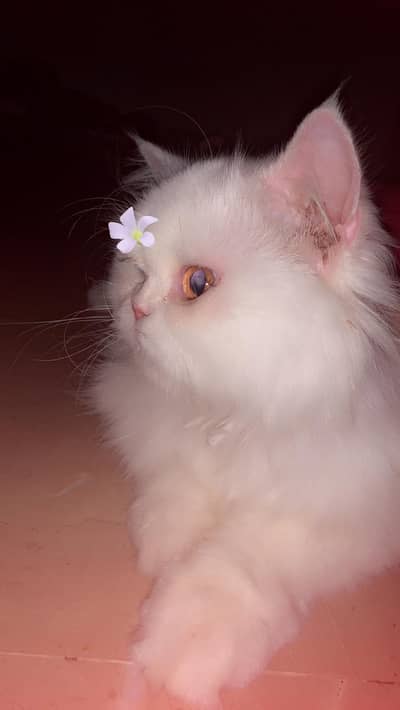 Persian cat