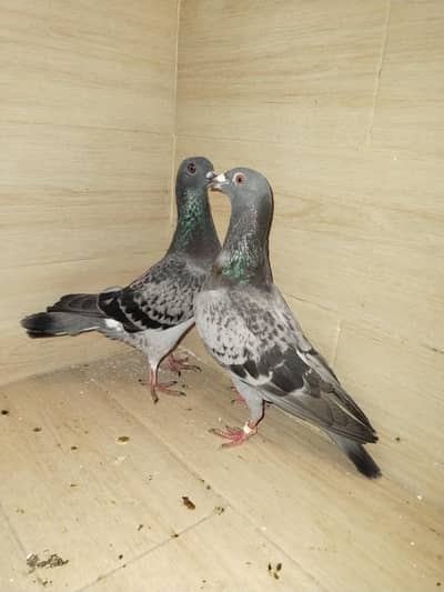 Qasid pair for sale