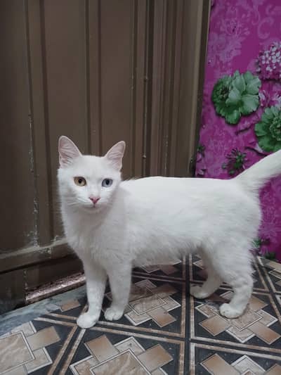 Beautiful White Persian Cat with 3 Healthy Kittens for Sale
