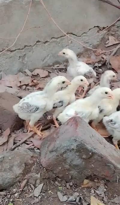 Aseel chiks/pure aseel chicks/Aseel(03094365431)