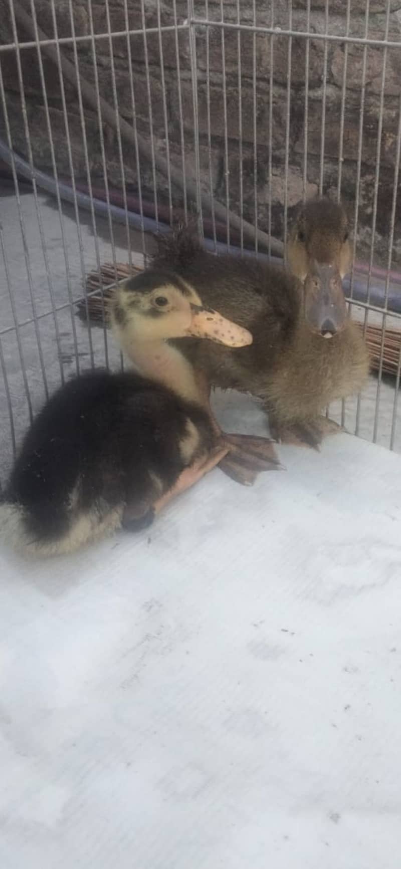 Ducks Pair 0