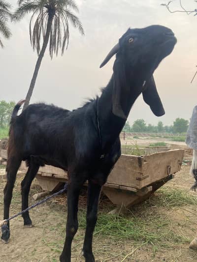 2 daant khassi Bakra for sale