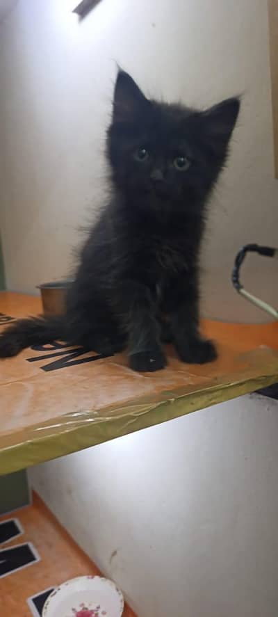 Baby kitten