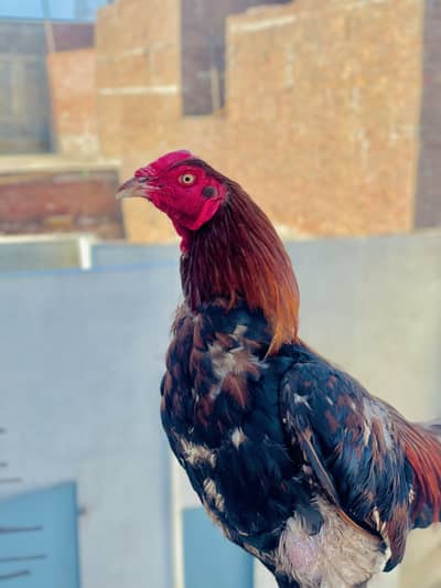 Aseel murga for sale