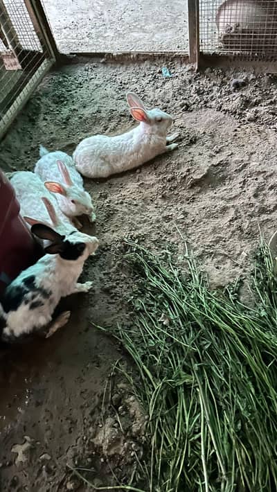 breeder male and female rabbits for sale