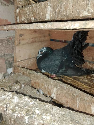 English laky for sale