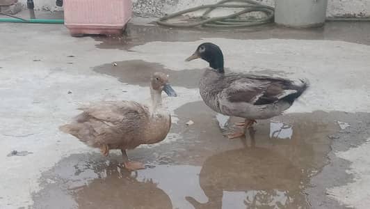 Pair of duck