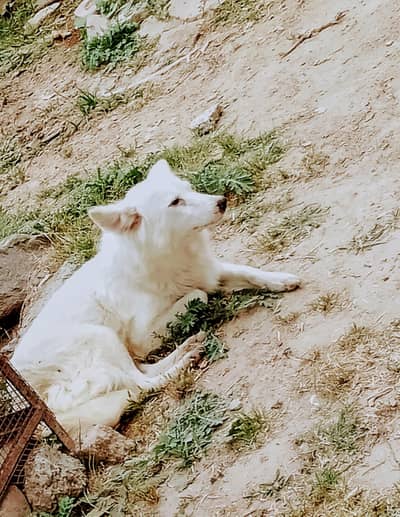 Russian dog