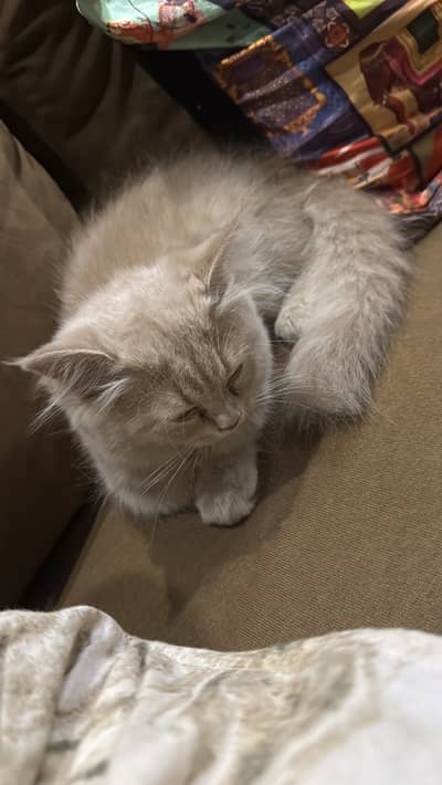 Persian / rag doll / kitten / sale