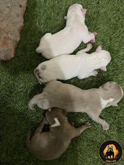 American Bullies Available for Sale