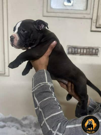 American Bullies Available for Sale