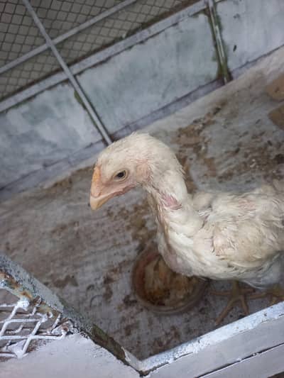 White Oshamoo Pair for sale