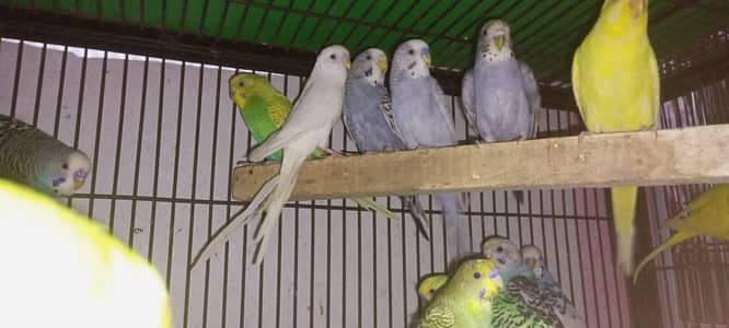 Australian budgies 44 piece