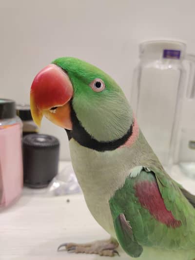 Raw Parrot Ful Talking Parrot face to face Ful Handtamed very friendly