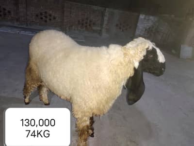 5 Desi sheep 70KG Plus Life heavyweight