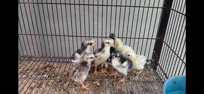 Aseel Chicks