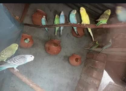 buggies for sale