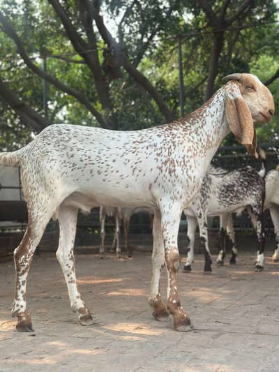 Makki Cheena Bakra (2-Dant)