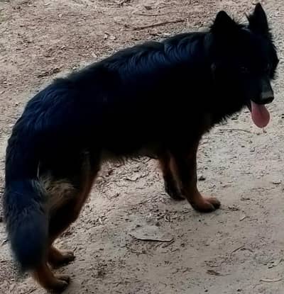 German shepherd  long coat