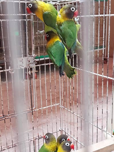Parrots, cocktail, Lovebirds, Finches, Gouldian, fawn