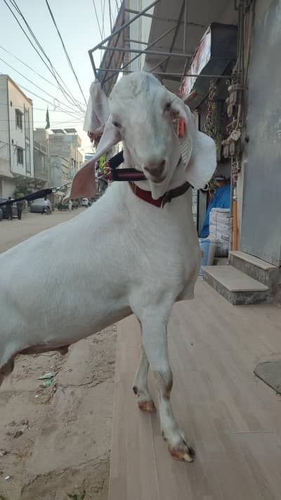 Bakra khassi for qurbani