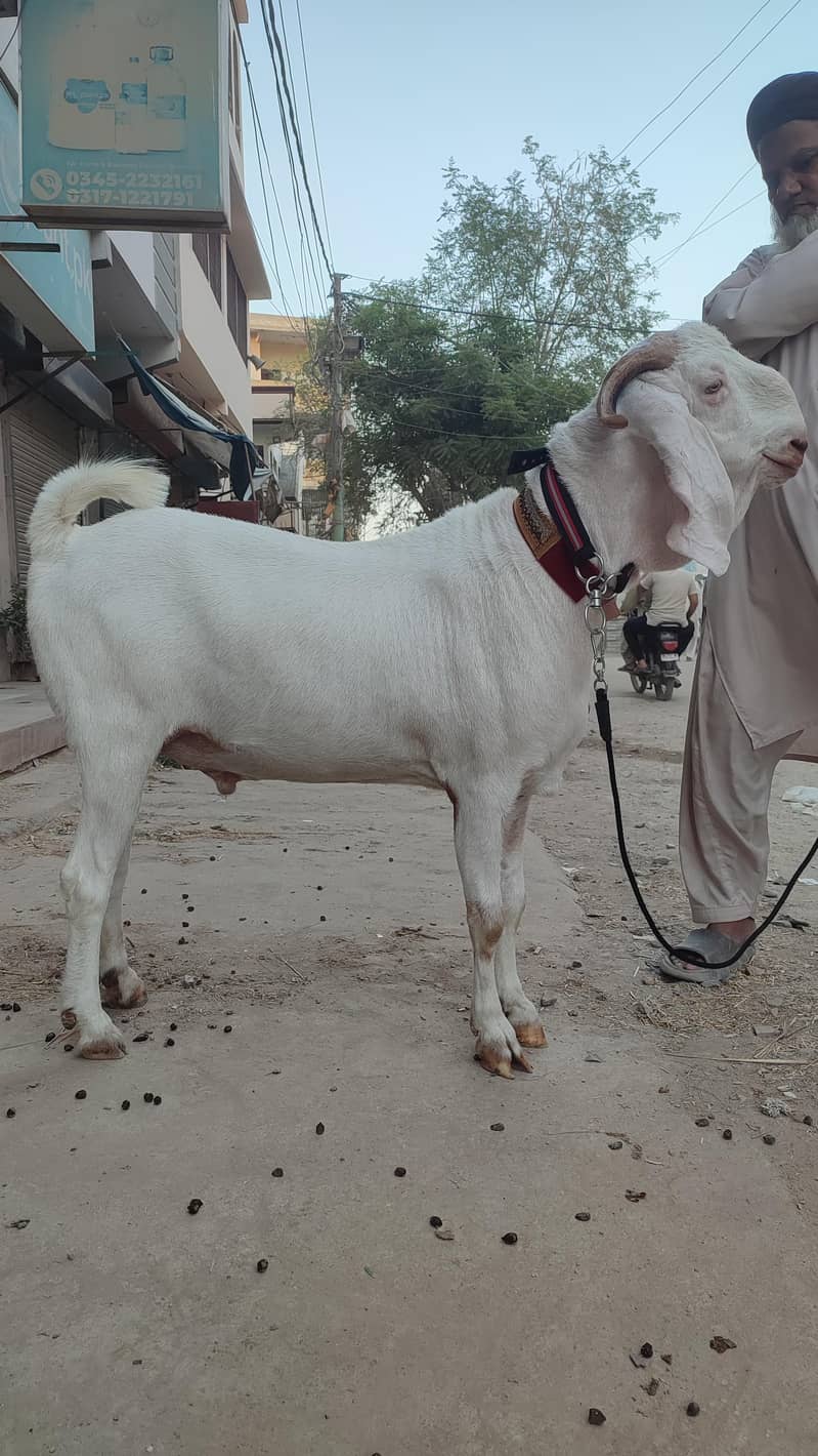 3 Bakra khassi for qurbani sb k paise alg alg likha h desc me - Goats ...