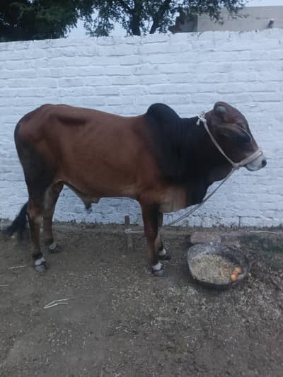 Qurbani ka Janwar