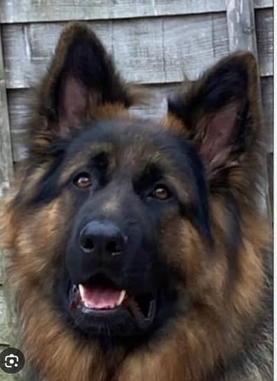 German Shepherd female high qualit parents imported