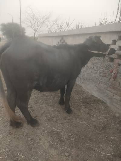 3-3.5 years jhoti for qurbani