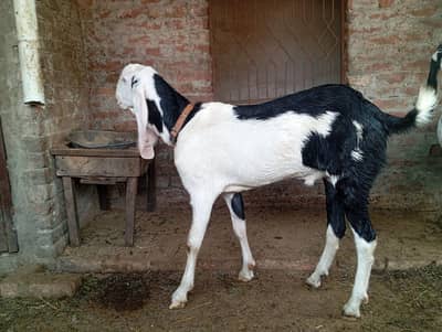 Bakra ghr ka Pala howa