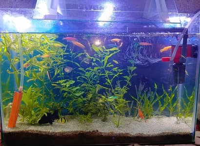 Full planted aquarium sell