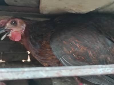 6 hen 2 male