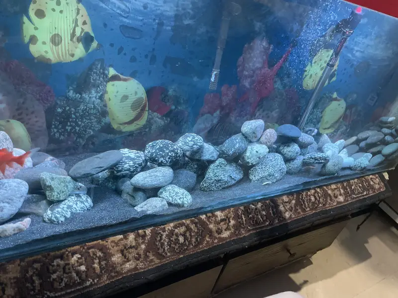 4 Feet Aquarium for sale with everything       Stand not included — photo 2