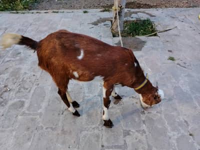 barwali barki ha bhot achi nasal ha