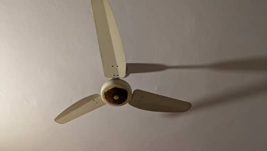 Royal fancy fan