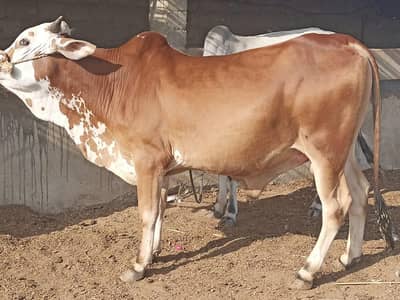 bacha for sale