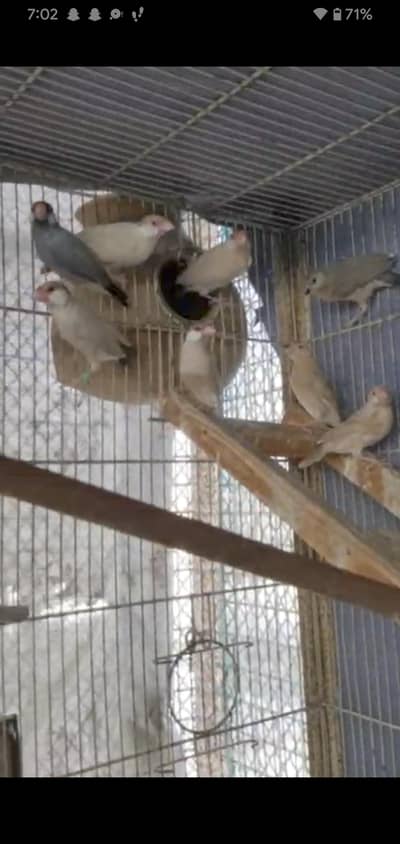 Dark Head Fawn Java Opal & Fawn Splits Colony Sale