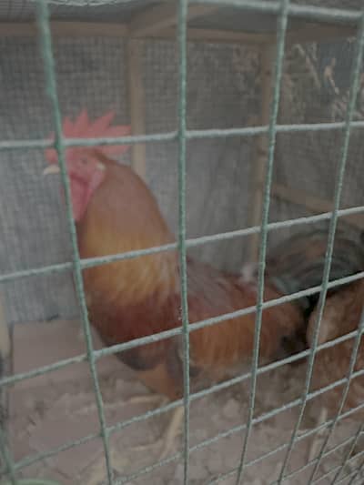 Homegrown Rooster and Hen (Laying eggs)