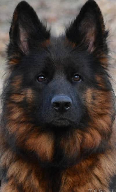 German Shepherd female high quality show glass female