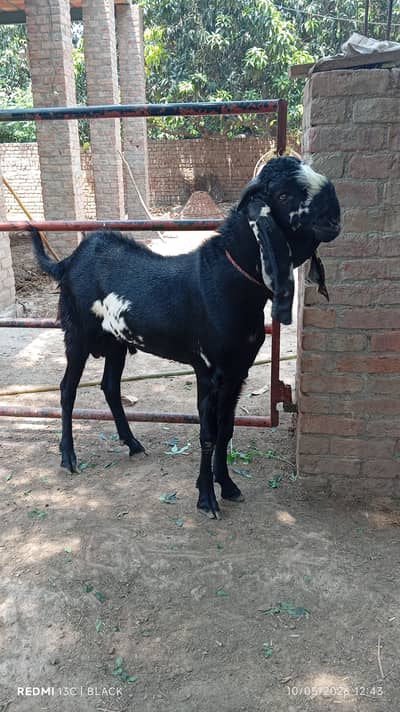 Kala dabba beetal donda bakra