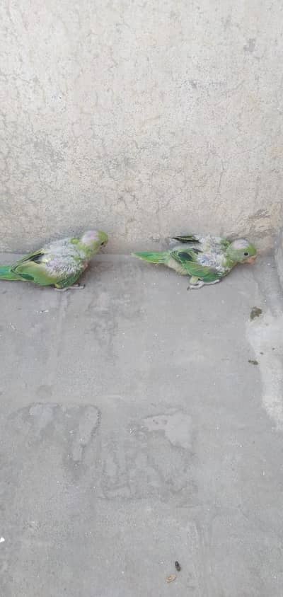Khata parots ready for training bolna bhi jnta hn or hath pr bhetana