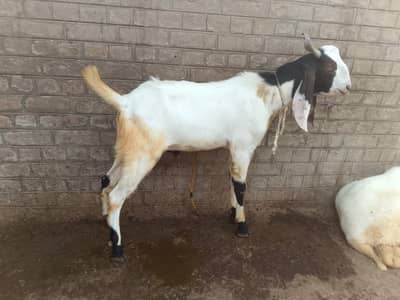 4 bakray urgent sale