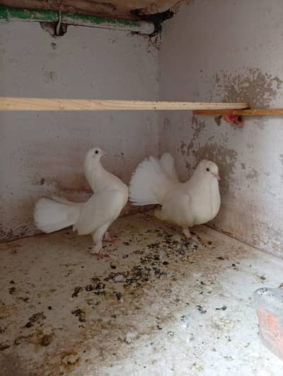 Multiple birds for sale