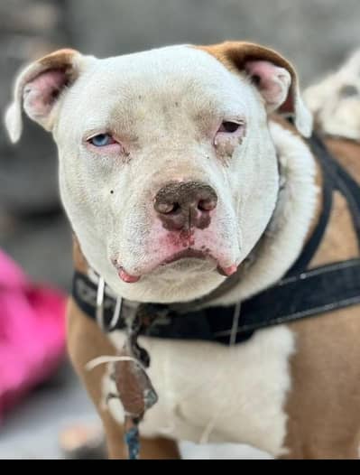 Pitbull Pair for Adoption
